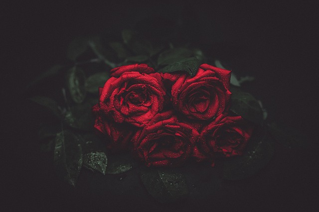 červené růže
