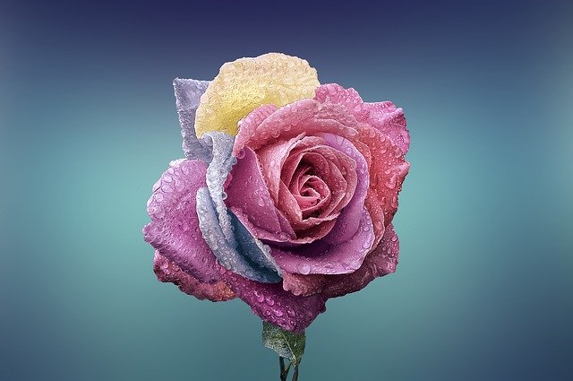 vícebarevná růže